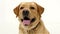 Close-up of a yellow Labrador Retriever dog with a