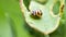 Close up of  Yellow Ladybugs or Coccinellidae