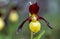 Close up of a yellow ladys slipper orchid