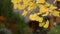 Close up of a yellow leafs of a Ginkgo Biloba tree