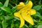 Close-up of yellow Lilly flower, or Lillium, with green leaves. Small water drops of dew lie on leaves and petals. Selective focus