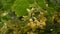 Close up yellow linden tree flowers in bloom