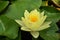 Close up of a yellow lotus flower on the surface of the pond