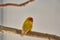 Close up of a yellow Lovebird Agapornis