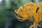 Close up yellow Lycoris radiata flower with water