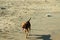 Close up a yellow male dog running on the beach with dog shadow on sand
