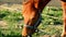 Close up of a yellow mare horse grazing in the pasture on the farm