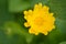 Close-up of yellow marigold flower.