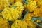 Close up of yellow marigolds