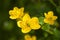 Close up of a yellow Meadow Buttercup flower. Also known as a Common, Giant, and Tall Buttercup