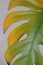 Close up of yellow monstera leaf. Homeplant has yellow gradient