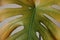 Close up of yellow monstera leaf. Homeplant has yellow gradient