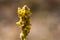 Close up of a yellow Mullein wildflower