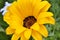 Close-up of a yellow Namaqualand daisy