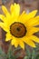 Close-up of a yellow Namaqualand daisy