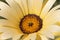 Close-up of a yellow Namaqualand daisy