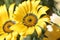 Close-up of a yellow Namaqualand daisy