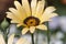 Close-up of a yellow Namaqualand daisy