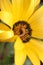 Close-up of a yellow Namaqualand daisy with a worm in its center