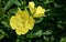 Close up Yellow Oenothera flowers evening-primrose in garden. Selective focus