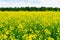 Close-up on yellow oilseed field