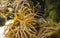 A close up yellow-orange anemone.