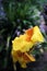Close up yellow and orange Canna indica L. Australian arrowroot, edible canna or Indian shot CANNACEAE in the garden