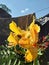 Close up of a yellow and orange flower beautiful nature garden flower canna lily