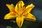 Close-up yellow orange inflorescence of lilium