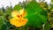 Close up yellow orange Tropaeolum majus,Nasturtium,flower,leaf among green foliage.Horizontal.Cottage core,country life