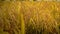 Close up of Yellow paddy rice plant.