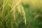 Close up of Yellow paddy rice plant on field