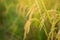 Close up of Yellow paddy rice plant on field