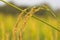 Close up of Yellow paddy rice plant on field and sunlight