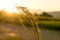 Close up of Yellow paddy rice plant on field and sunlight