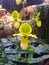 Close up of yellow paphiopedilum flower