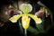 Close up yellow Paphiopedilum of Orchid flower