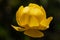 Close-up yellow perennial flowering plant Trollius europaeus or globeflower on dark green background