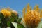 Close up of yellow pincushion protea against the blue sky