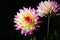 Close up yellow and pink dahlia flower growing outdoors