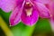 Close-up of yellow-pink orchid flower. Zen in the art of flowers.