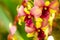 Close-up of yellow-pink orchid flower. Zen in the art of flowers.