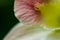 Close-up of yellow-pink orchid flower. Zen in the art of flowers.