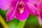 Close-up of yellow-pink orchid flower. Zen in the art of flowers.