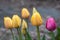 Close up of yellow and pink tulips growing in a home garden, springtime in the Pacific Northwest