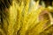 Close-up yellow poaceae grass flowers for background, nature backdrop