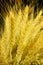 Close-up yellow poaceae grass flowers for background, nature backdrop