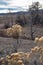 close up of Yellow Rabbitbrush