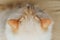 Close-up of yellow ragdoll cat`s head, Beautiful ears