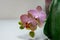 Close-up of yellow, red, pink and white striped with points orchid flower Phalaenopsis `Demi Deroose` Moth Orchid, on light gr